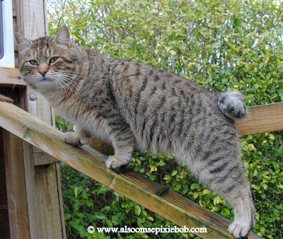 Pixie Bob Cats: QGC RainDance Of Alsoomse all grown up Bobcat Pictures, Pixie Bob Cats, Cross Eyed Cat, Bob Cats, American Bobtail Cat, Bob Cat, Manx Cat, Bobtail Cat, Manx