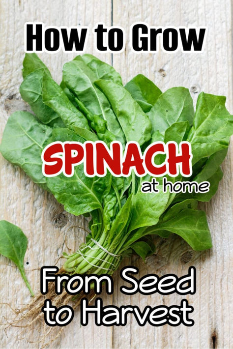 How to Grow Spinach At Home From Seed to Harvest

Learn how to successfully grow fresh and nutritious spinach at home. From seed planting to harvesting, get expert tips for a bountiful spinach crop.

https://dianfarmer.com/spinach-seed-to-harvest/
#gardensofinstagram #gardeningismytherapy #pottedgarden #gardentips #mygarden #containergardening #lovegardening #greenthumb #organicgarden #growwhatyoueat #kitchengarden #vegetablegardening #gardening #gardenersofinstagram #urbangardening How To Grow Spinach, Grow Spinach, Gardening Printables, Planting Schedule, Malabar Spinach, Growing Spinach, Spinach Seeds, Seed Planting, Garden Problems