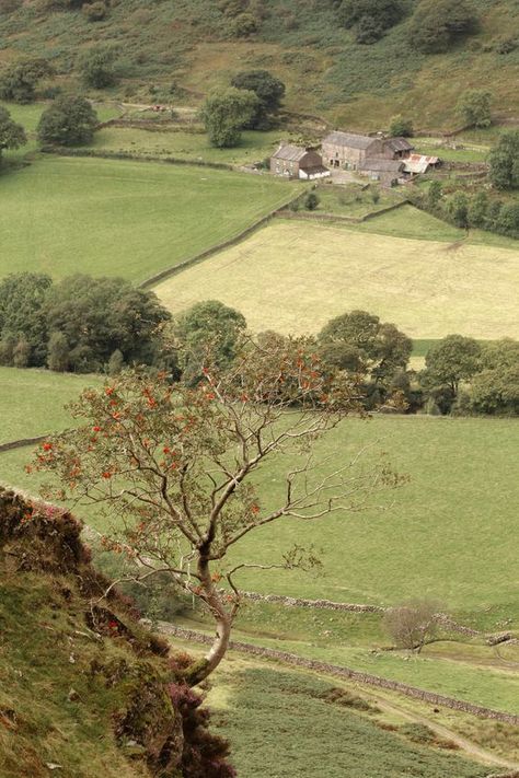 rowan tree and berries Lake District England, Wrote A Book, Rowan Tree, Midnight Garden, Vantage Point, England And Scotland, Aerial Photo, The Phantom, + Core + Aesthetic