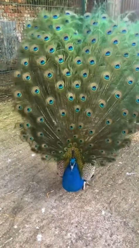 Land Purchase, Lamp Finials, Peacock Pictures, Pecking Order, Beautiful Wildlife, Accra Ghana, Bird Photos, Colour Inspiration, Pretty Birds