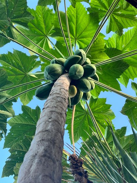 Papaya tree that bears so much fruits Papaya Aesthetic, Papaya Plant, Hafa Adai, Papaya Tree, Mango Tree, Aesthetic Flowers, Side Garden, Tree Photography, Mood Instagram