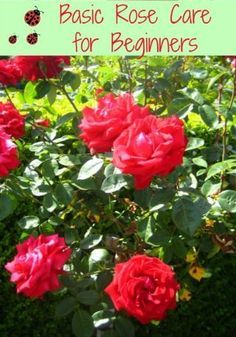 Diy Rose, Rose Care, Rose Bushes, Growing Roses, Rose Bush, Gardening Flowers, Garden Care, Gardening Landscaping, Flower Gardening