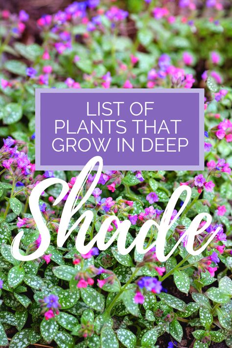 Shade Loving Shrubs, Shade Garden Design, Shade Tolerant Plants, Shade Loving Perennials, Shade Garden Plants, Container Gardening Flowers, Shade Flowers, Shade Perennials, Woodland Garden