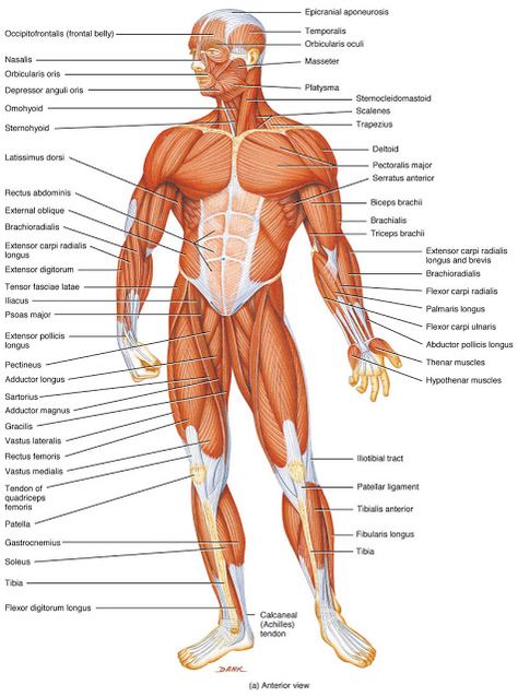 Muscles In The Human Body Body Anatomy Organs, Anatomi Dan Fisiologi, Human Anatomy Picture, Anatomy Body Parts, Human Body Muscles, Human Body Diagram, Body Muscle Anatomy, Muscular System Anatomy, Human Muscular System