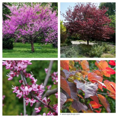 Cercis canadensis 'Forest Pansy' is a Purple Leaf Eastern Redbud, zone 5-9, 20ft-30ft tall & 20ft-25ft wide Forest Pansy, Forest Pansy Redbud, Forest Pansy Redbud Tree, Cercis Canadensis Forest Pansy, Cercis Canadensis, Eastern Redbud Tree, Farm Entrance, Eastern Redbud, Patio Trees