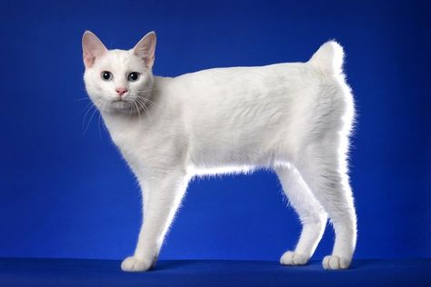 Japanese Bobtail Cat: Everything You Need to Know About This Playful ​Cat ​Breed | Cuteness Japanese Bobtail Cat, Manx Cat, Bobtail Cat, American Bobtail, Japanese Bobtail, Cat Proofing, Dream's Cat, Animal Reference, Warrior Cat Oc