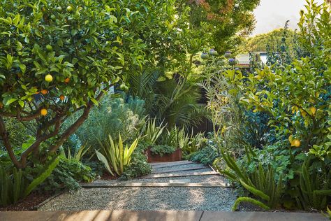 Daniel Nolan Design — Glen Park Mediterranean Planting, Daniel Nolan, Mediterranean Landscape Design, Mediterranean Gardens, Food Forest Garden, California Backyard, Mediterranean Landscaping, Estate Garden, Dry Garden