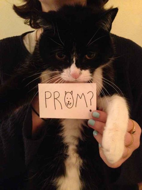 Ideas Cat Promposal Ideas, Cat Promposal, Prom Video, Cute Promposals, Promposal Ideas, Prom Proposals, Asking To Prom, Prom Theme, Prom Proposal