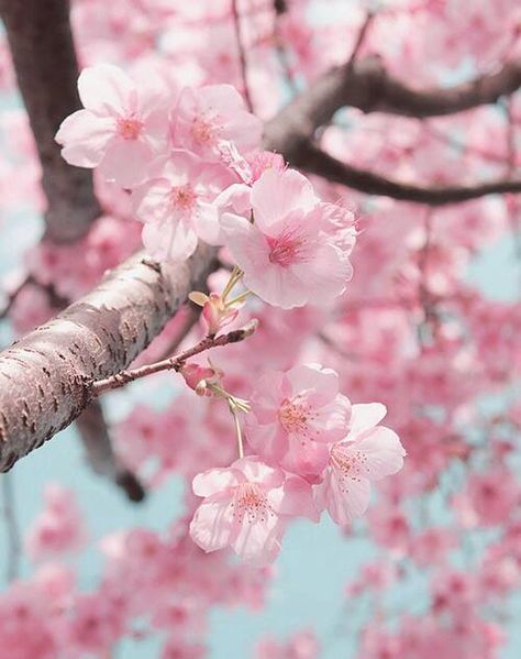 Cherry Blossom Wallpaper, Sakura Tree, Sakura Flower, Sakura Cherry Blossom, Cherry Blossom Flowers, Trendy Flowers, Japanese Cherry Blossom, Cherry Blossom Tree, Blossom Trees