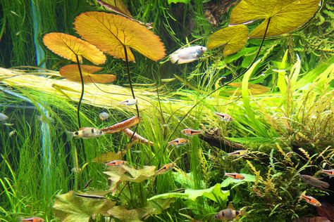 Biotope Aquarium, Aqua Design, Fish Tank Design, Shrimp Tank, Aquascape Aquarium, Fresh Water Tank, Vivarium, Tank Design, Southeast Asian