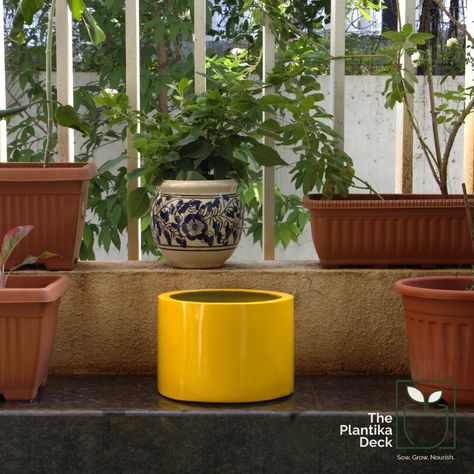 🌿Blossom Bay (Yellow) 🌿 Meet Blossom Bay! 🌿 Our cylindrical planter is perfect for adding a touch of green to any space. Crafted from durable FRP and available in vibrant colors, it’s a must-have for plant lovers! 🌸🌱 #BlossomBay #FRPPlanters #GreenLiving #IndoorPlants #HomeDecor #PlantLovers #GardenDecor #SmallPlanters #ModernGardening #EcoFriendly #PlantDecor #GreenSpaces #StylishPlanters #GardeningEssentials #ThePlantikaDeck Modern Garden, Green Living, Plant Lover, Plant Decor, Be Perfect, Indoor Plants, Garden Decor, Must Haves, Blossom