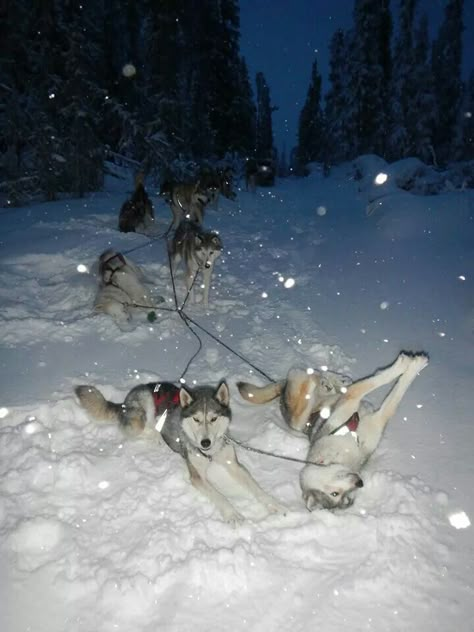 Roll over! Dog Mushing, Sled Dogs, Sled Dog, Pretty Animals, Silly Animals, Sporting Dogs, Dog Sledding, Cute Little Animals, Dog Photos