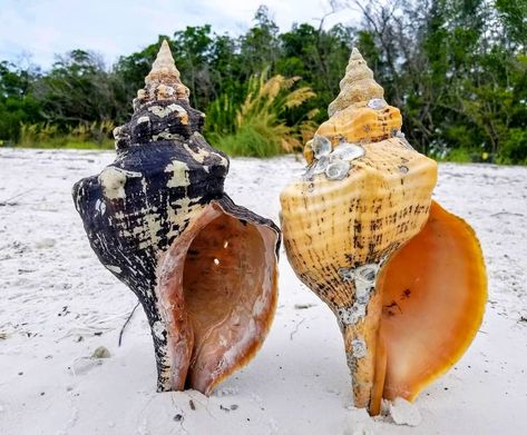 Shell Key Preserve Florida, What To Do With Sea Shells, Shell Hunting, Florida Seashells, Florida Trips, Things To Do In Florida, Florida Vacation Spots, Ocean Swimming, Florida Travel Destinations