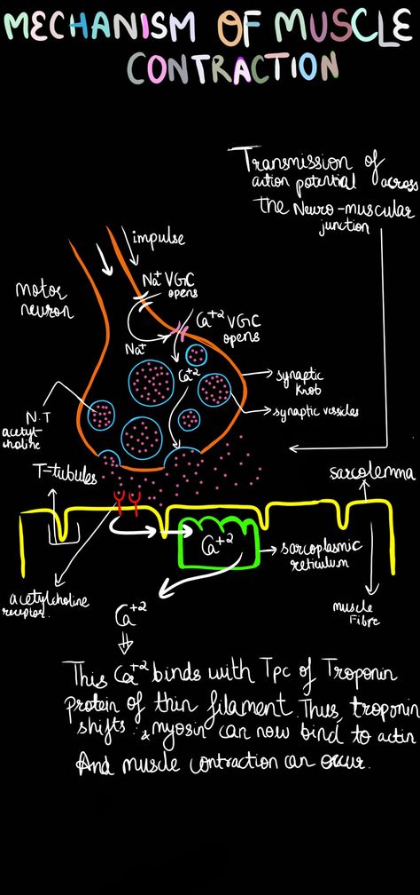 Neuromuscular Junction Diagram, Neuromuscular Junction Notes, Support And Movement Biology Notes, Locomotion And Movement Notes, Locomotion And Movement Neet Notes, Neuro Notes, Locomotion And Movement, Biology Concepts, What Is Intelligence