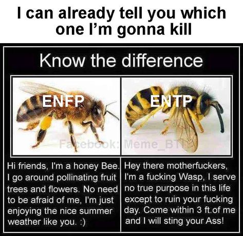 Entp Entp Relationship, Esfp Entp Relationship, Enfp Entp Friendship, Enfp Vs Entp, Entp Enfp Relationships, Entp X Enfp Relationship, Entp And Enfp Friendship, Mbti Entp Memes, Entj Enfp Relationship