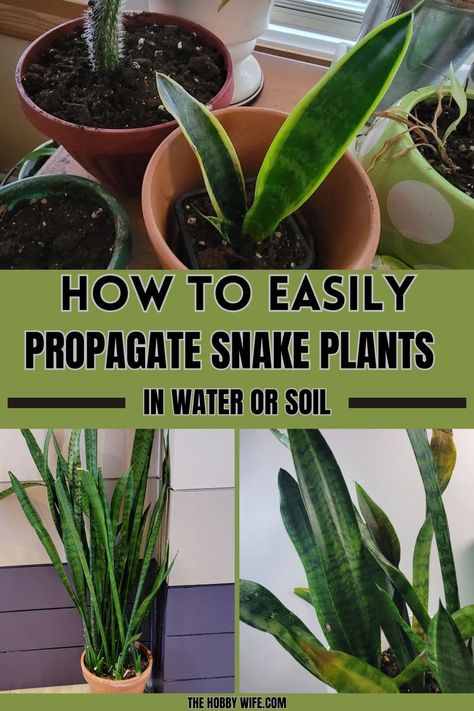 How to Propagate Snake Plants How To Propagate Snake Plant, Propagating Snake Plant, Compost Starter, Snake Plant Propagation, Food Plots For Deer, Plant In Water, Deer Food, Snake Plant Care, Diy Compost