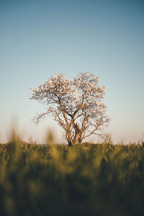 Image of a tree on grassy background Trees Astethic, Tree Astethic, Story Ideas Pictures, Banner Background Images, Standing Alone, Abstract Art Prints, Public Domain Images, Nature Aesthetic, Free Pictures