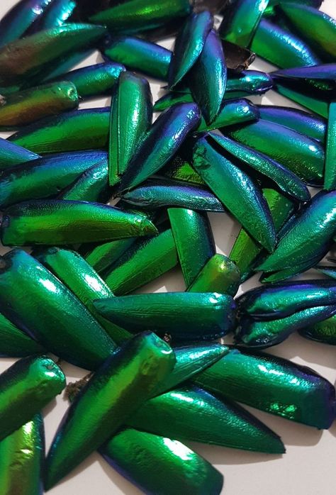 Jewel Beetle, Insect Photos, Beetle Wings, Wedding Party Outfits, Iridescent Green, Green Jewelry, Earring Crafts, Dog Figurines, Handmade Fashion