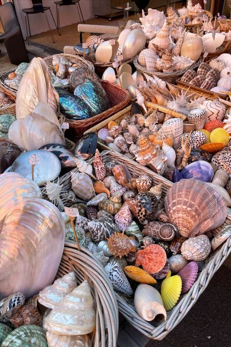 Seashell Collection, Beachy Aesthetic, Mermaid Aesthetic, Shell Collection, She Sells Seashells, Summer Fun List, Ocean Vibes, Summer Bucket Lists, Tropical Vibes