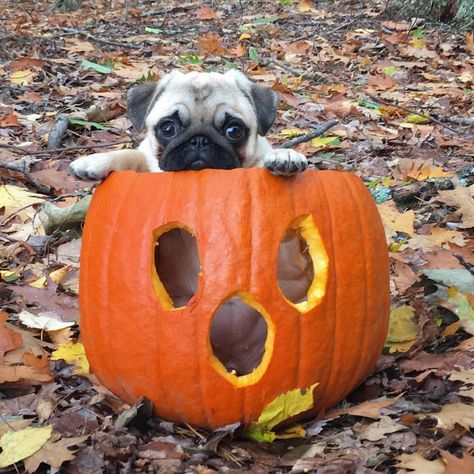 Pugs on Instagram: “Cutest Halloween costume 😬🎃💕” Puppy Halloween Costumes, Animal Close Up, Pugs In Costume, Pumpkin Carver, Cut It Out, Paws And Claws, Puppy Photos, Pug Puppies, Dog Halloween Costumes