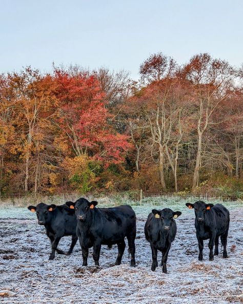 Angus Cows, Black Angus Cattle, Angus Cattle, Cattle Farming, Down On The Farm, Farm Life, Black Aesthetic, New England, Cow