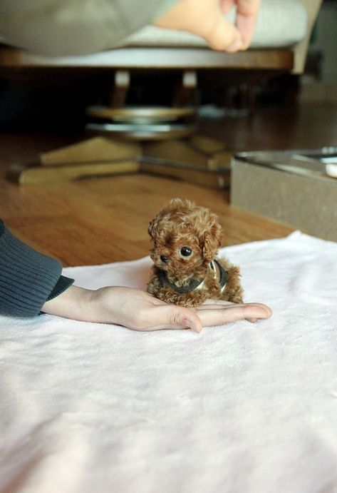 baby poodle :) Teacup Animals, Teacup Poodles, Teacup Poodle Puppies, Teacup Poodle, Tea Cup Poodle, Poodle Puppies, Tiny Puppies, Teacup Puppies, Yorkie Puppy