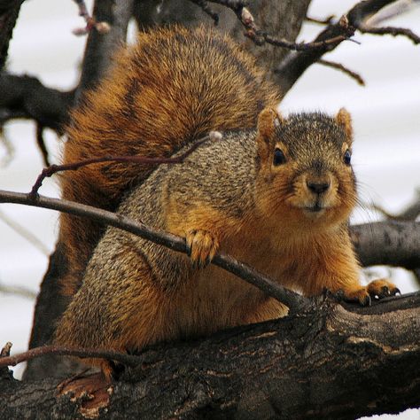 Utah Fox Squirrels | Natural History Museum of Utah What Animals Eat, Eastern Gray Squirrel, Squirrel Monkey, Squirrel Pictures, Ground Squirrel, Deer Season, Fox Squirrel, Wild Animals Pictures, Incredible Creatures