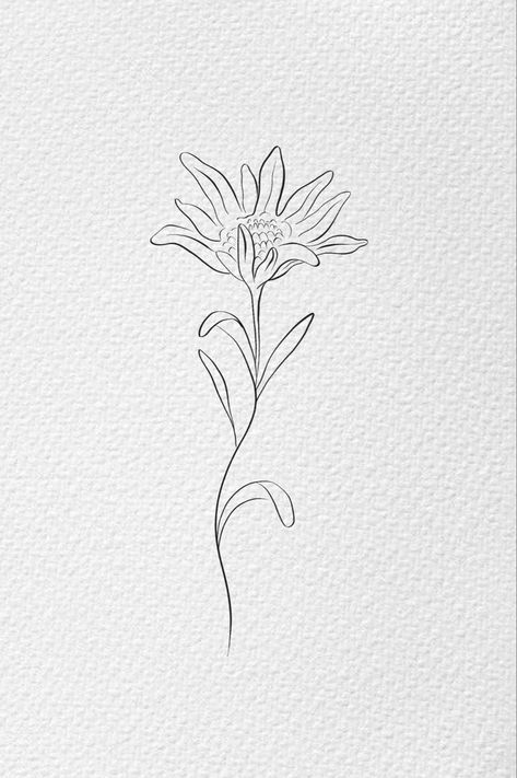 #lineart #botanical #botanicalillustration #flowerillustration #lineillustration #drawing  #edelweiss #edelweissillustration Fine Line Edelweiss Tattoo, Edelweiss Tattoo Minimalist, Edelweiss Tattoo Simple, Edelweiss Painting, Edelweiss Flower Tattoo, Grandad Tattoo, Edelweiss Tattoo, Stella Alpina, Edelweiss Flower