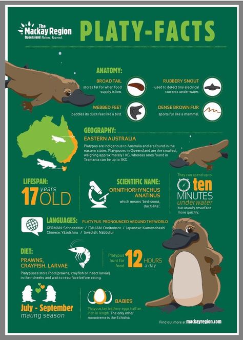 A guide to finding Platypus! Just saying the name Duck-billed Platypus tells you that this is one strange creature! It was such an oddity that when descriptions Platypus Facts, Platypus Wallpaper Cute, Platypus Reference, Aboriginal Platypus, Duck Billed Platypus, Animal Infographic, Animals Information, Visuell Identitet, Infographic Poster