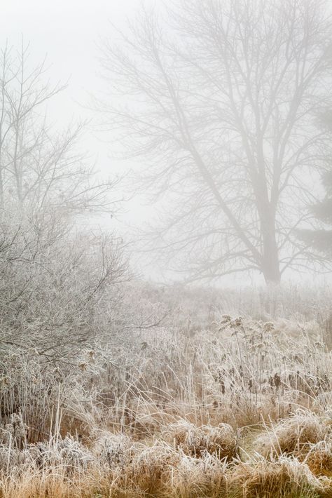 Fog and Frost. Photography by Neil Langdon Frost Landscape, Frost Photography, Landscape Snow, Photography Ideas At Home, Frosty Morning, Snowy Weather, Early Winter, Photography Landscape, Winter Pictures