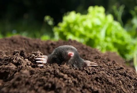 Mole Character, Mole Holes, Petting Zoo, Nature Color Palette, Best Detox, Pets 3, Rodents, Zoo Animals, Animal Photo