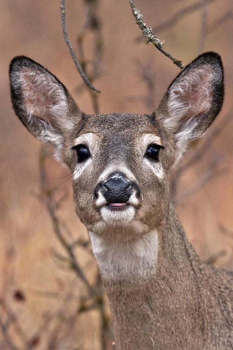 Deer Facing Forward, Deer Close Up, Deer Front View, Deer Nose, Deer Side Profile, Deer Face, Funny Deer Pictures, Whitetail Deer Photography, Deer Eyes