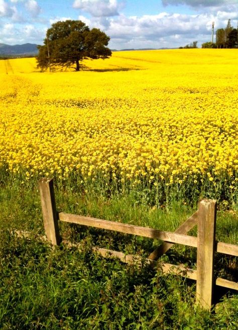 Yellow Fields, Fields Of Gold, Lone Tree, Country Scenes, Beautiful Photos Of Nature, Country Charm, Country Art, Mellow Yellow, Flower Field