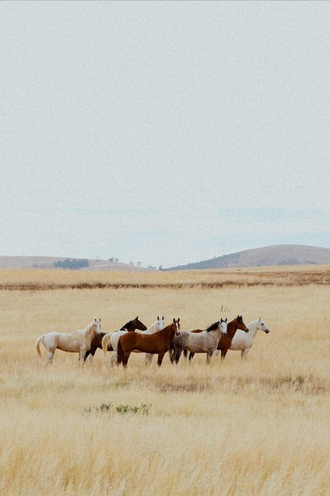 Wallpaper Horse, Montana Nature, Montana Travel, Western Photography, Cowboy Aesthetic, Western Wallpaper Iphone, Scenery Landscape, Horse Wallpaper, Horse Aesthetic