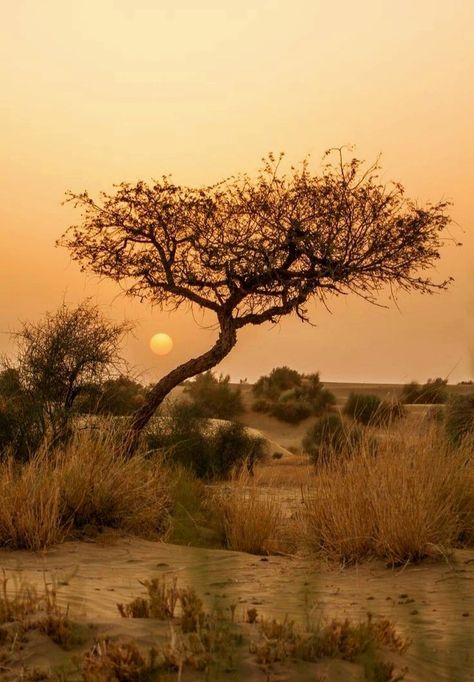 Jaisalmer Desert, Africa Wildlife, Walk Together, Africa Safari, Jaisalmer, Out Of Africa, Africa Travel, Nature Aesthetic, Ecosystem