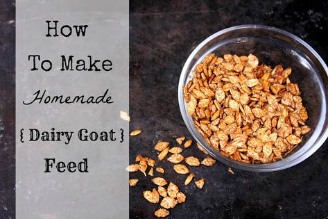 Goat Feed, Goat Health, Keeping Goats, Goat Milking, Goat Milk Recipes, Pet Goat, Goat House, Feeding Goats, Livestock Feed