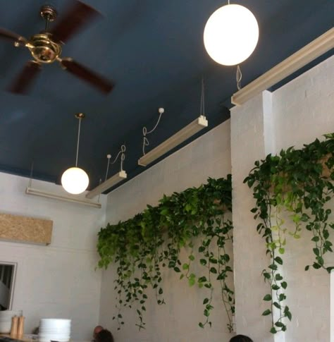 Love the idea of these pothos planters along the wall! Indoor Pothos Wall, Garden Wall Designs Indoor, Plant Wall Staircase, Pothos Wall Decor, Pothos Ceiling, Plant Feature Wall Indoor, Pothos Planter Ideas, Pothos Plant Wall, Pothos On Wall