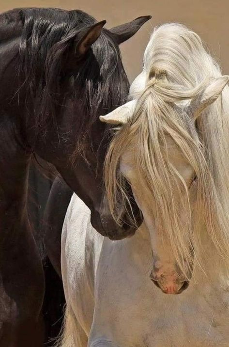 Black And White Horses, Horsey Life, Animal Aesthetic, Horse Wallpaper, Horse Aesthetic, All The Pretty Horses, White Horses, Cute Horses, Horse Life