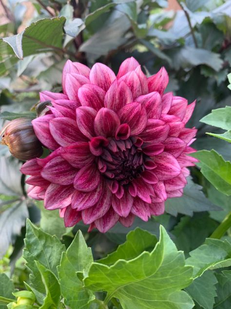 Night Silence Dahlia, Dahlia Diva, Bohemian Color Scheme, Dahlia Varieties, Dark Leaves, Fairytale Garden, Berry Tones, Dahlia Garden, Dahlias Garden