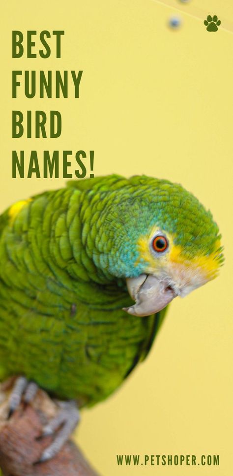 Best Funny Bird Names Billy, Tiki, Lucky, Tweety, Meryl, Cheep, Bubba, Ash, Chick, Jagger, Bobo, Spike.... #BestBirdNames #FunnyBirdNames #FunnyBirdNamesList #FunnyBirdNamesMale #FunnyBirdNamesFemale #BirdNames #ParrotNames #TopFunnyBirdNames Green Bird Names Ideas, Bird Names Ideas, Pet Bird Names, Magazine Name Ideas, Budgie Names, Birds Name List, Parakeet Names, Pun Names, Bird Names