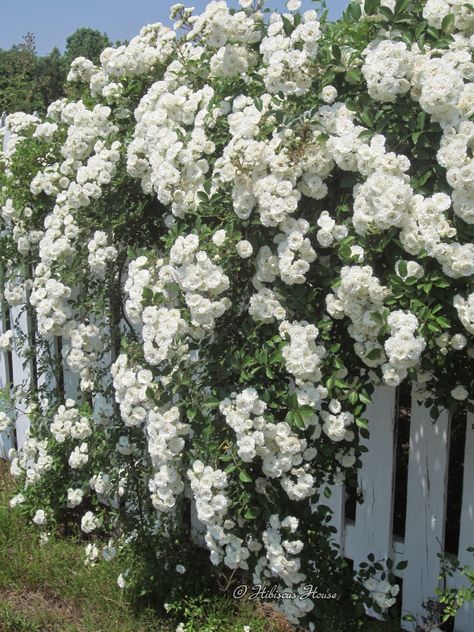 White Rose Plant, Flowers Growing, Climbing Rose, Rose Plant, Wallpaper Flower, Moon Garden, Planting Roses, Rose Bush, English Rose