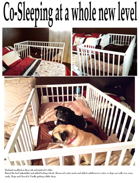 Dog Sleep Area, Dog Sleep, Co Sleeping, Dog Sleeping, Sleeping Dogs, White Painting, Dog Bed, Dog Love, Violet