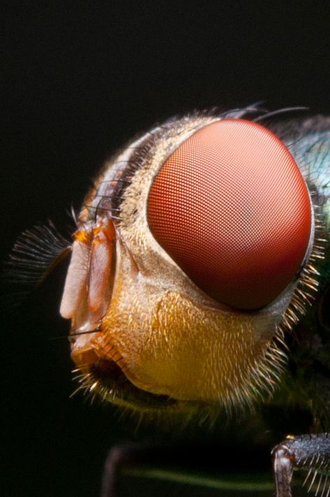 Housefly Super Macro Photography, Macro Photography Insects, Foto Macro, Microscopic Photography, Micro World, Micro Photography, Animal Eyes, Extreme Close Up, A Bug's Life