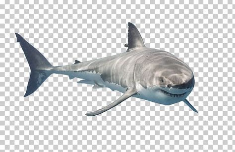 Transparent Shark Png, Fish Desktop Wallpaper, Cartilaginous Fish, Aquarium Poster, Shark Png, Call Logo, Public Aquarium, Psd Texture, Wild Animals Photography