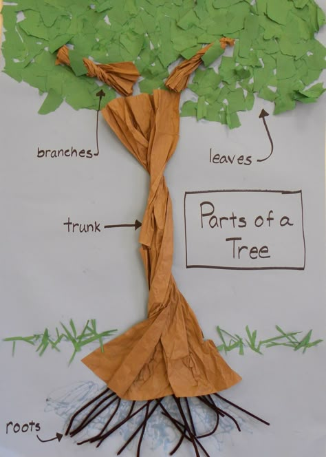 Deciduous And Evergreen Trees Ks1, Parts Of A Tree Craft, Tree Curriculum Preschool, Parts Of A Tree, Tree Activities, Trees Craft, Art For Preschoolers, Winter Stem, Creative Curriculum Preschool