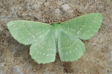 Gorgeous soft mint green moth wide wings w/ small white repetitious spots Sage Wallpapers, Green Moth, Green Widget, White Moth, Mint Aesthetic, Zestaw Ikon, Mint Green Aesthetic, Sage Green Wallpaper, Moth Wings