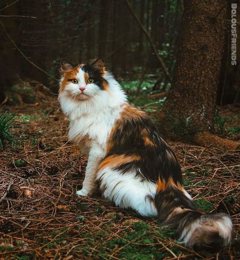 Warrior Cat Oc, Cat Oc, Cat Reference, Norwegian Forest, Gorgeous Cats, Forest Cat, Cat Breed, Cat Pose, Norwegian Forest Cat