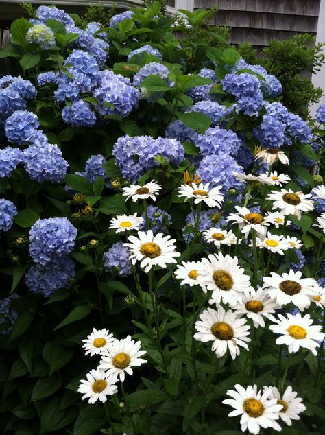 Shasta daisy and blue hydrangea macrophylla. // Hydrangeas purchased at Milford garden club plant sale 2014. Transplanted daisies from another part of the yard so they could (hopefully) make beautiful music together... Shasta Daisy, Music Together, Backyard Shade, Lily Garden, 50th Anniversary Party, Blue Hydrangeas, Hydrangea Macrophylla, Yellow House, Urban Gardening