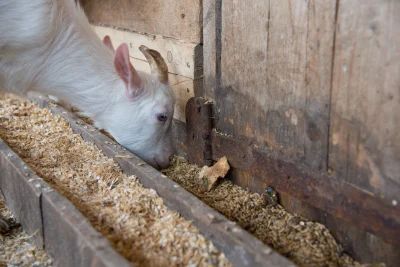 Homemade Goat Feed: 3 DIY Recipes (Step by Step) - Sand Creek Farm Goat Feed, Backyard Goats, Recipes Step By Step, Goat Health, Goat Milking, Feeding Goats, Amazing Food Hacks, Goat Care, Cattle Feed