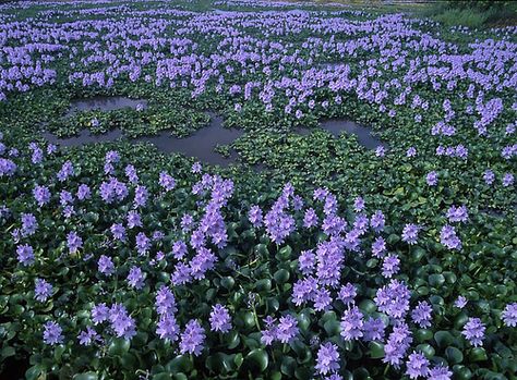 Sensory Art, Valley Flowers, My Youth, Water Hyacinth, Aquatic Plants, All Flowers, Flower Field, Permaculture, Nature Travel